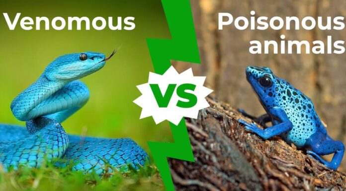Animali velenosi e velenosi: spiegate 2 differenze chiave
