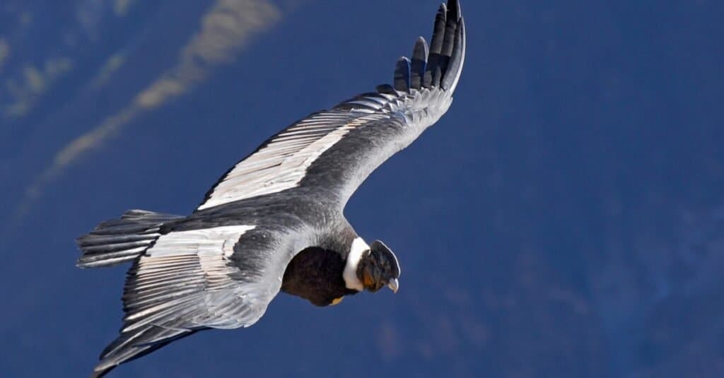 Il più alto volo degli uccelli-Condor andino