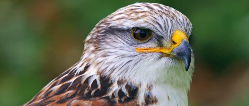 Apertura alare e dimensioni del falco: quanto sono grandi?