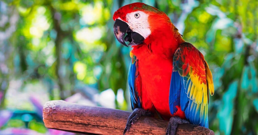Il pappagallo esotico colorato dell'ara macao si siede su un ramo nella foresta tropicale