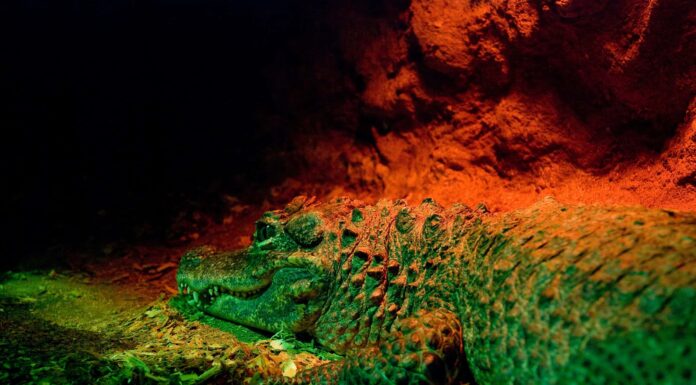 Assisti a 2 subacquei che scoprono grotte segrete di coccodrilli (non provarci!)
