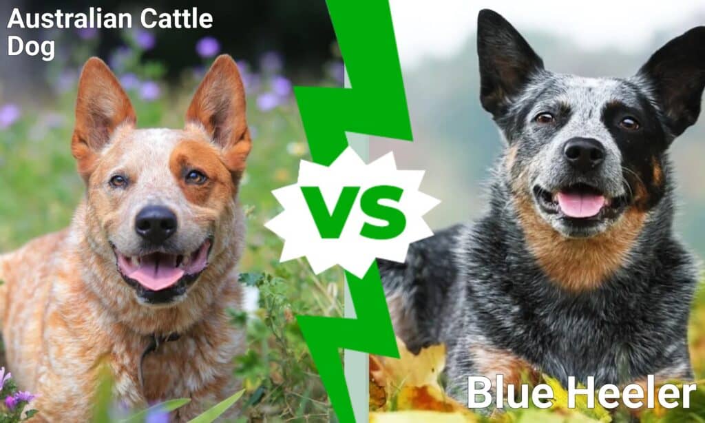 Australian Cattle Dog vs Blue Heeler