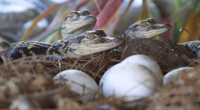 baby alligator and mother