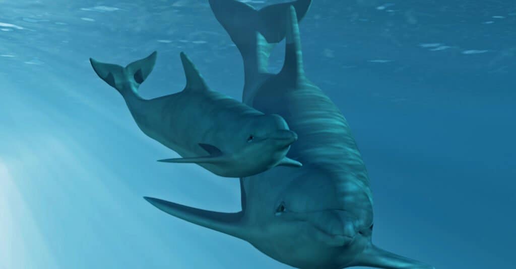baby-delfino-sott'acqua