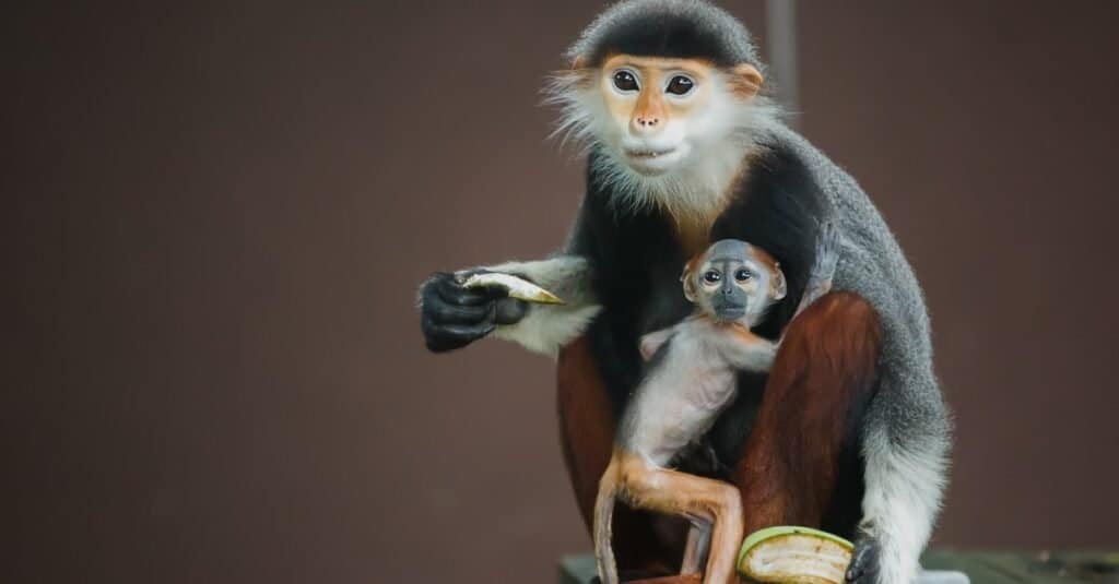 Madre e bambino della scimmia di Douc Langur che mangiano.