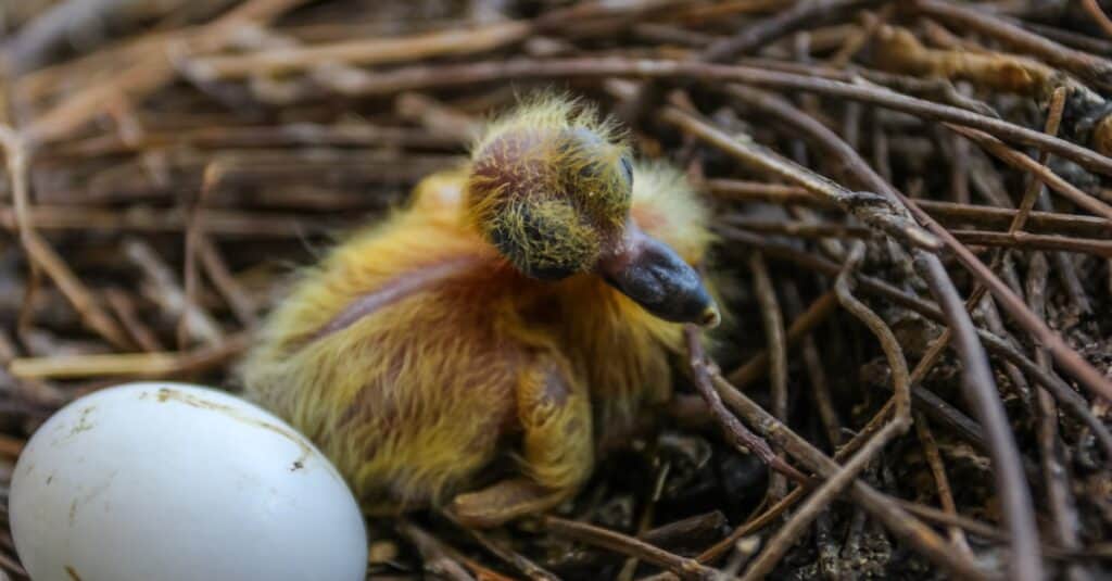 baby-piccione-neonato
