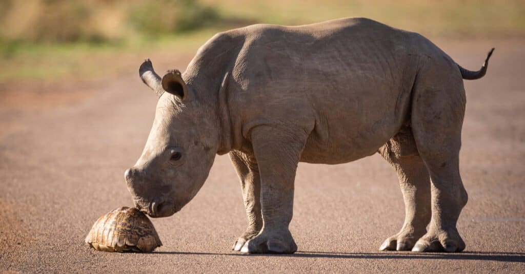 Rhino Baby - Un vitello che esplora una tartaruga