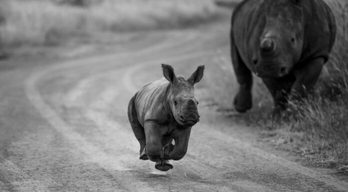 Baby Rhino incontra un leone più grande di loro e non sembra infastidito
