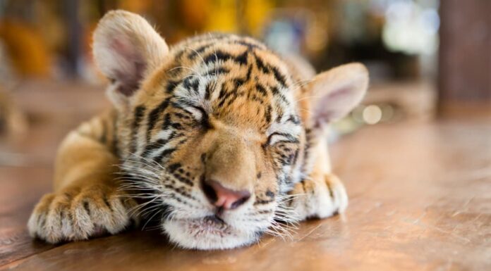 baby tiger sleeping