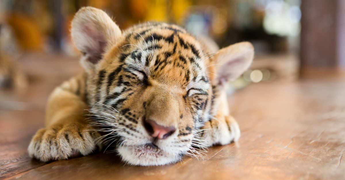 cucciolo di tigre che dorme