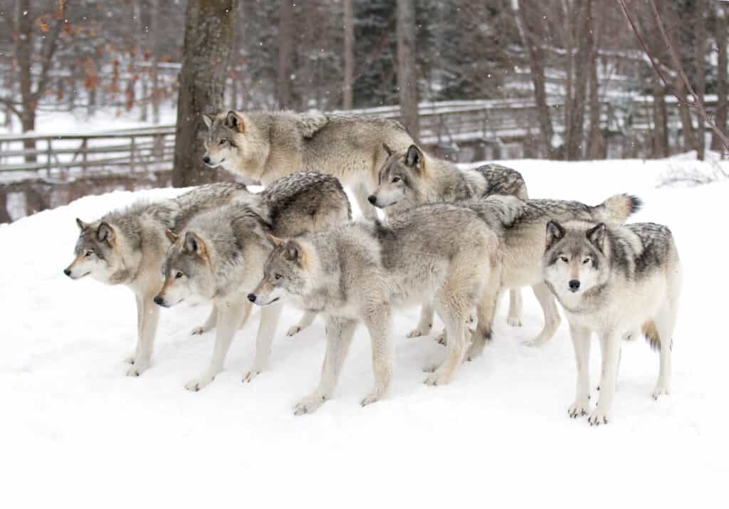 Branco di lupi nella neve.