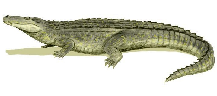 I più grandi coccodrilli di sempre Purussaurus brasilensis