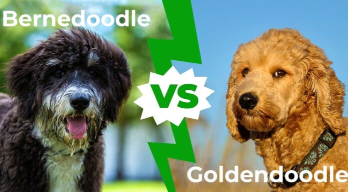 Bernedoodle vs Goldendoodle: le 6 differenze chiave spiegate
