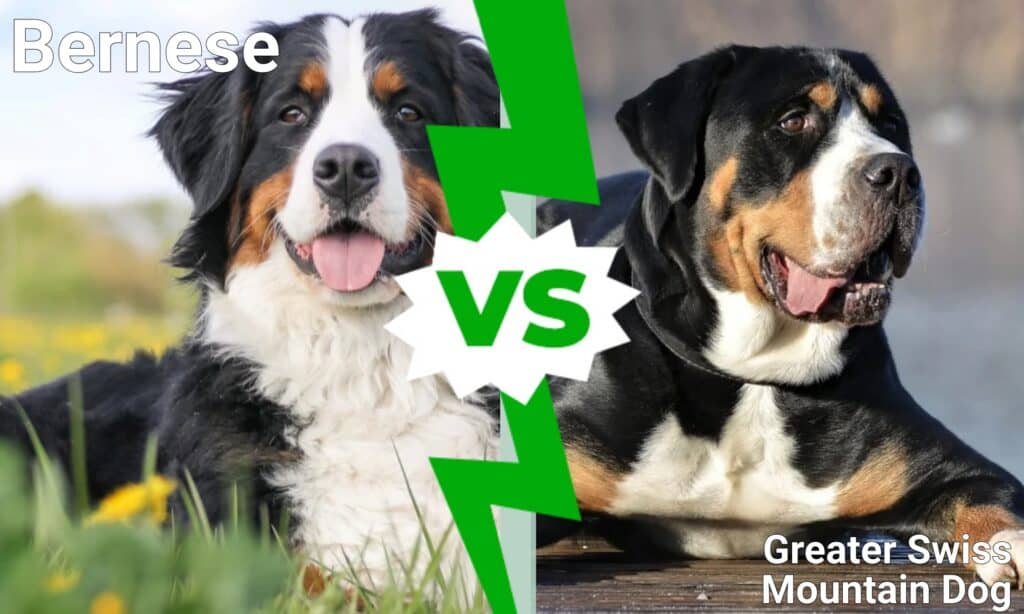 Bernese vs Grande Bovaro Svizzero