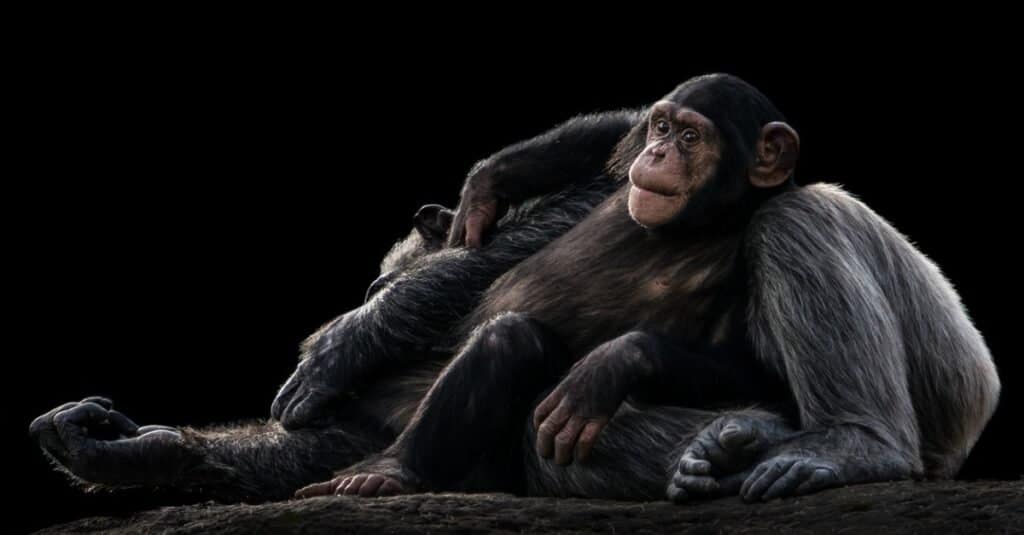 Durata della vita dello scimpanzé - Baby scimpanzé