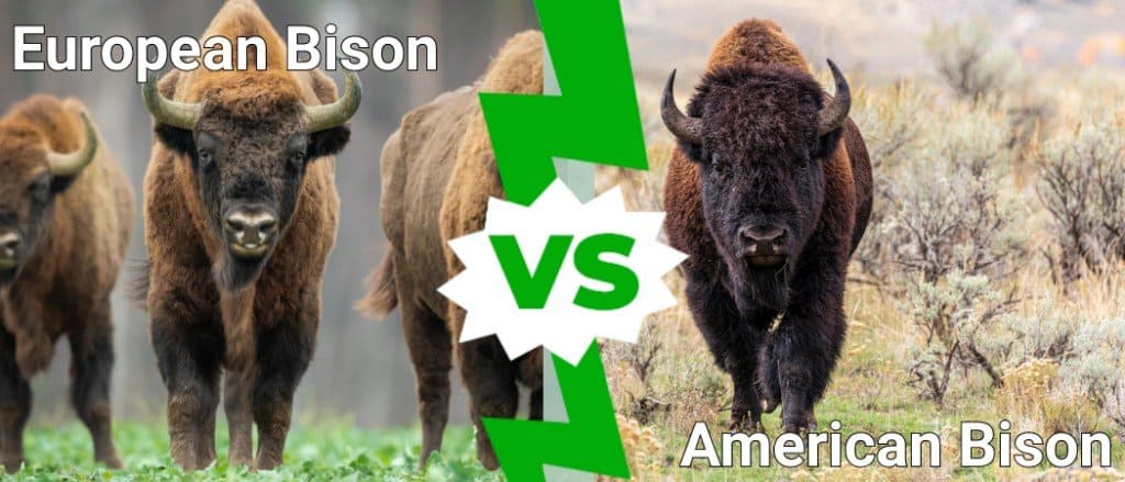 Bisonte europeo contro bisonte americano