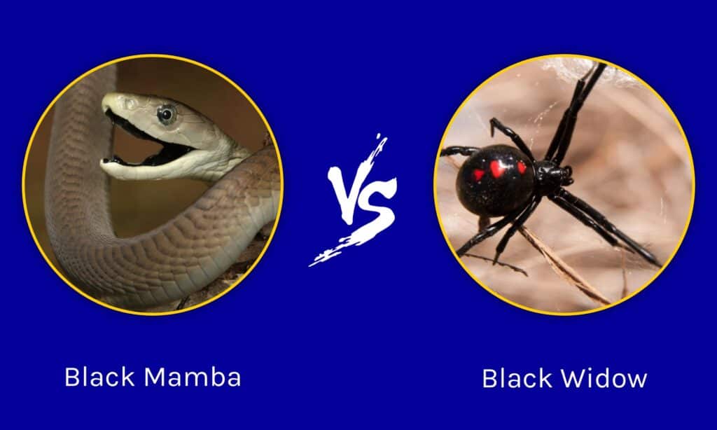 Black Mamba contro Vedova Nera
