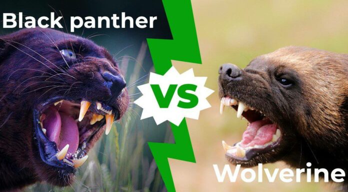 Black Panther vs Wolverine: le 5 differenze chiave
