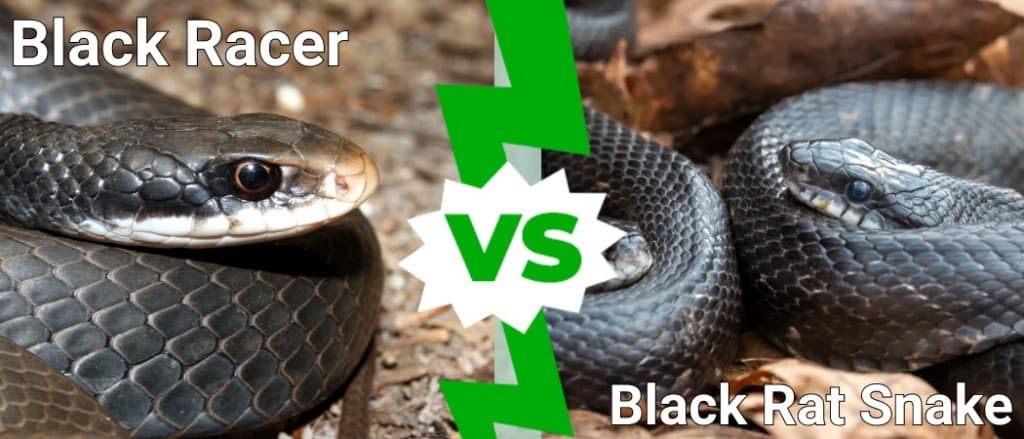 serpente nero contro serpente ratto nero