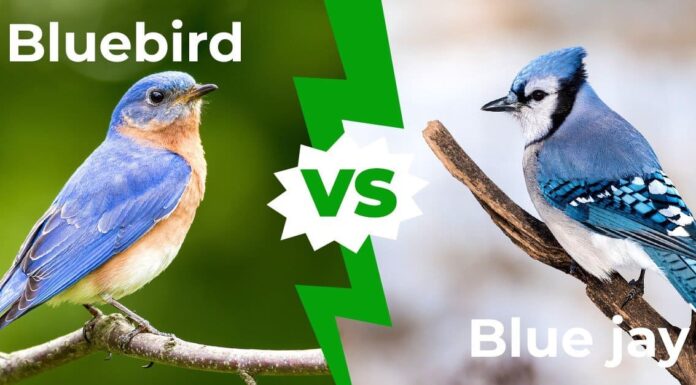 Bluebird vs Bluejay: spiegate le cinque principali differenze
