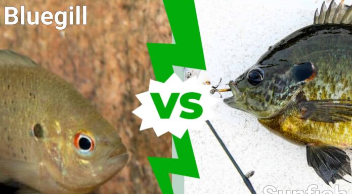 Bluegill vs Sunfish: le 5 differenze chiave spiegate

