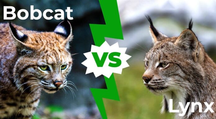 Bobcat vs Lynx: le 4 differenze chiave spiegate
