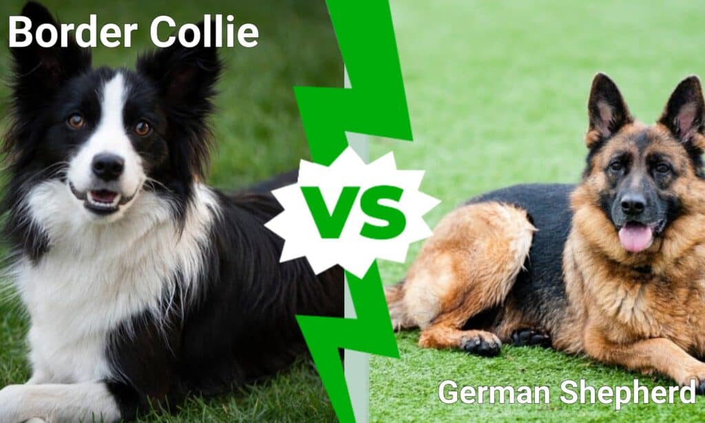 Border collie vs pastore tedesco