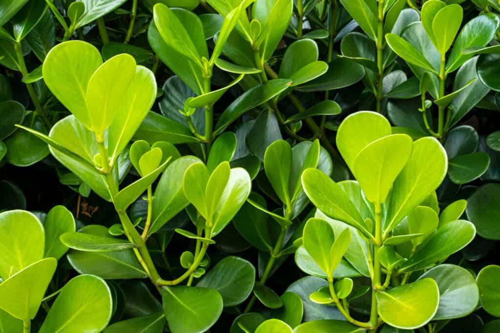 Buxus microfilla var.  i bossi japonica o verde invernale hanno foglie arrotondate