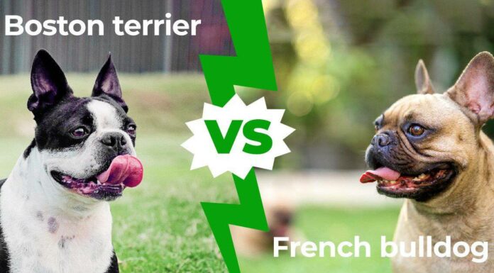 Boston Terrier vs Bulldog francese: spiegate le 8 differenze principali
