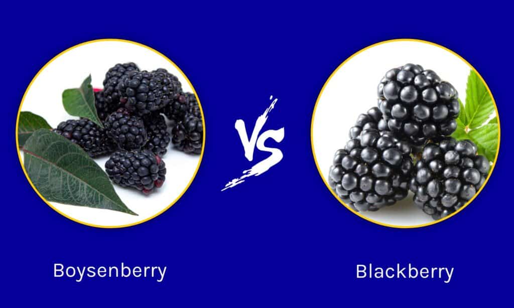 Boysenberry vs Blackberry