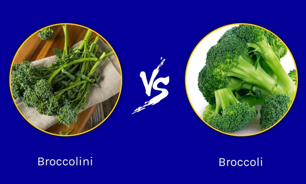 Broccoli vs Broccoli