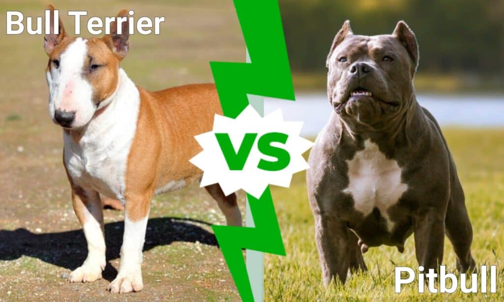 Bull terrier contro pitbull