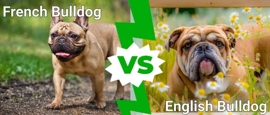 bulldog francese contro bulldog inglese