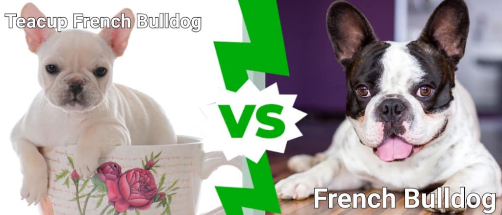 Tazza da tè Bulldog francese contro Bulldog francese