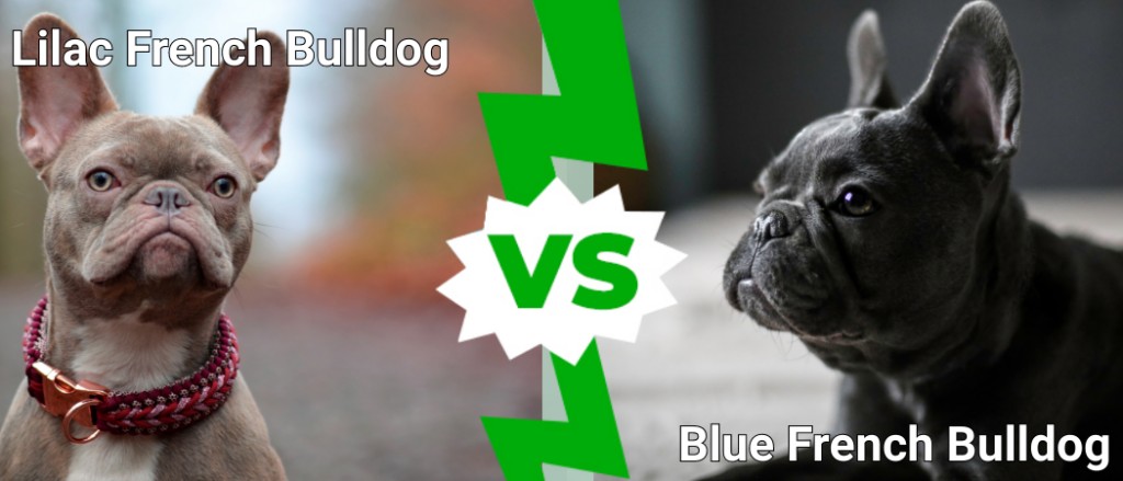 Bulldog francese lilla contro Bulldog francese blu