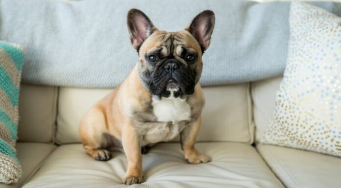 Bulldog francese vs Pug: 5 principali differenze spiegate
