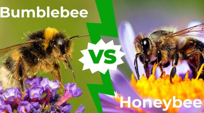 Bumblebee vs. Honeybee: le 8 differenze chiave spiegate
