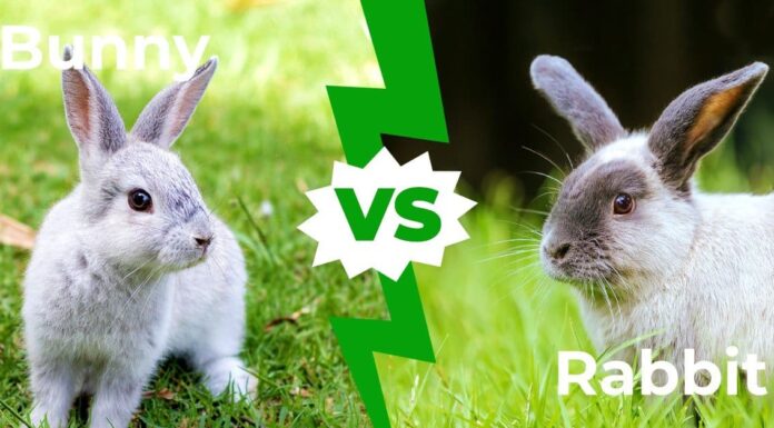 Bunny vs Rabbit - 3 differenze principali
