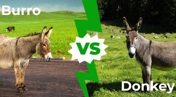 Burro vs Donkey - C'è differenza?
