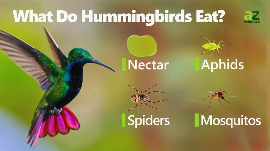 Cosa mangiano i colibrì immagine