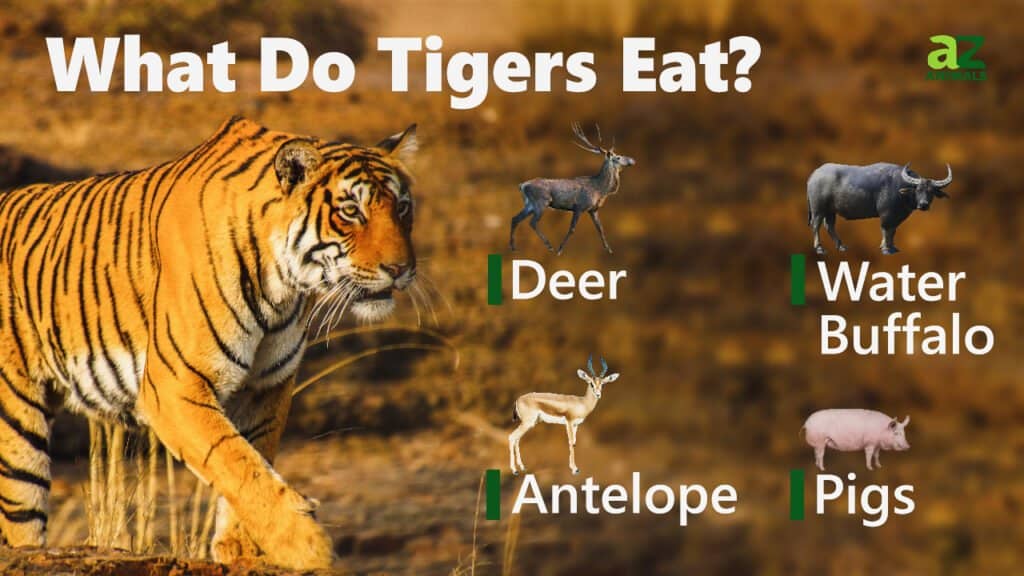 Cosa mangiano le tigri immagine