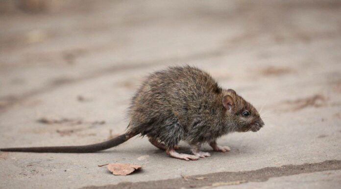Cacca di topo: che aspetto hanno gli escrementi di topo?
