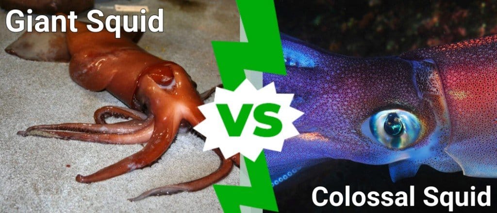 calamaro gigante vs calamaro colossale