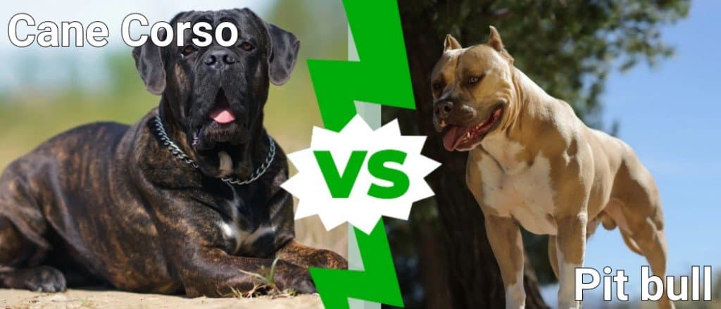 Cane Corso contro Pitbull