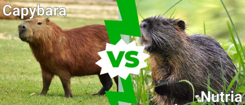 capibara vs nutria
