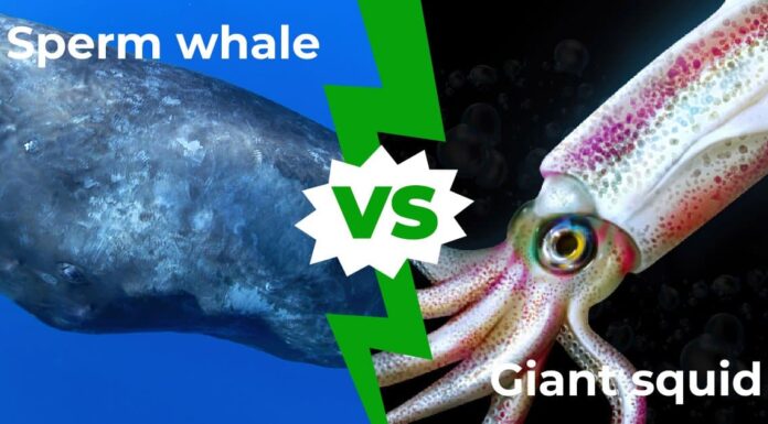 Capodoglio contro calamaro gigante: chi vincerebbe in un combattimento?
