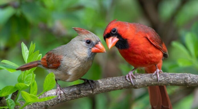 northern cardinal pair on tree branch