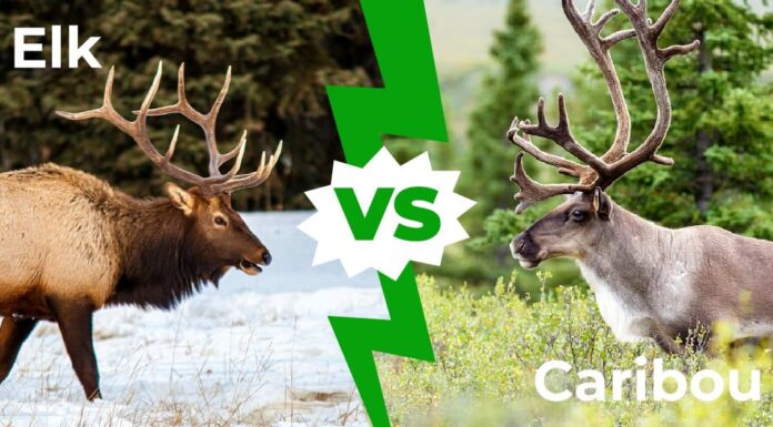 Caribou vs Elk: 8 principali differenze spiegate
