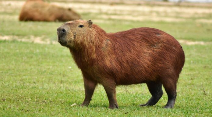 The largest living rodent in the world: Capybara (Hydrochoerus hydrochaeris)