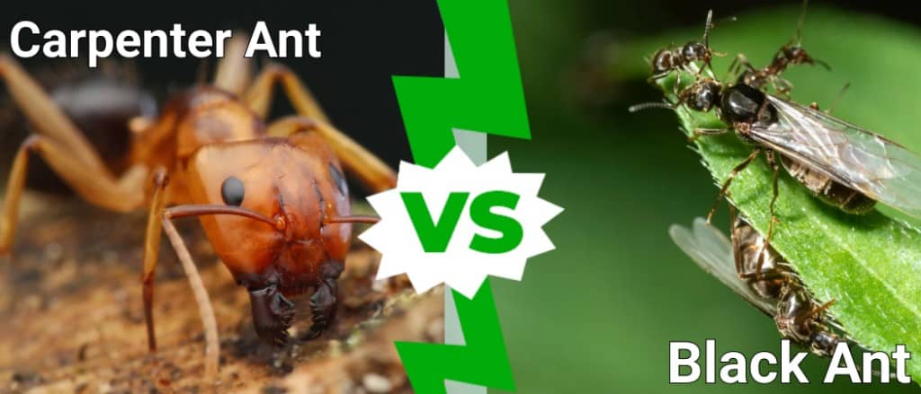formica carpentiere vs formica nera
